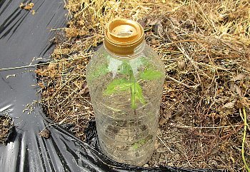 f0003283_06360827.jpg