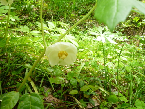 手織名古屋帯　”夾纈花文”　＜工芸帯地 洛風林の帯＞_d0159384_18422827.jpg