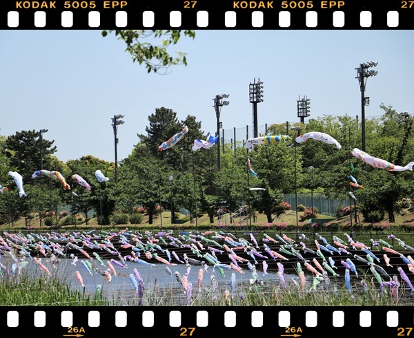 群馬県館林市の『世界一の鯉のぼり』を見に_b0364186_18313760.jpg