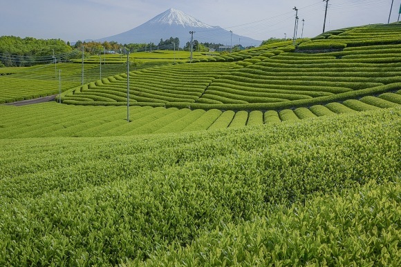 静岡のお茶畑_e0376691_18064450.jpeg