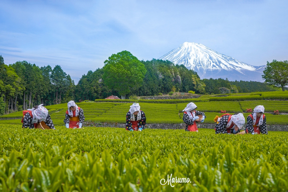 静岡のお茶畑_e0376691_18112297.jpeg