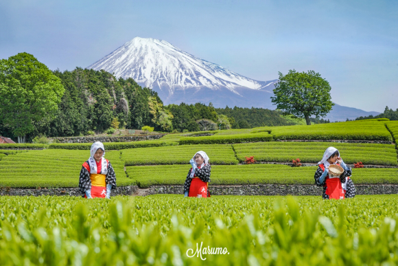 静岡のお茶畑_e0376691_18125281.jpeg