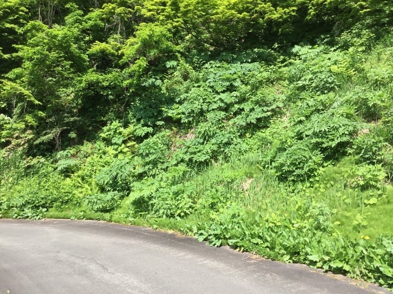 d0356192_14112684.jpeg