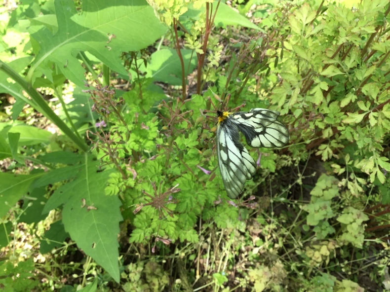 d0356192_14123127.jpeg