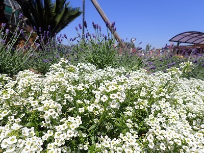 ハーブ展 開催中 手柄山温室植物園ブログ 山の上から花だより
