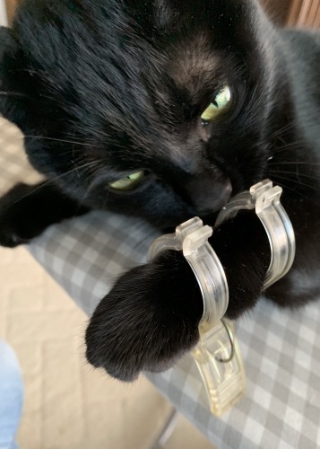 アイロン_e0358096_18302166.jpeg