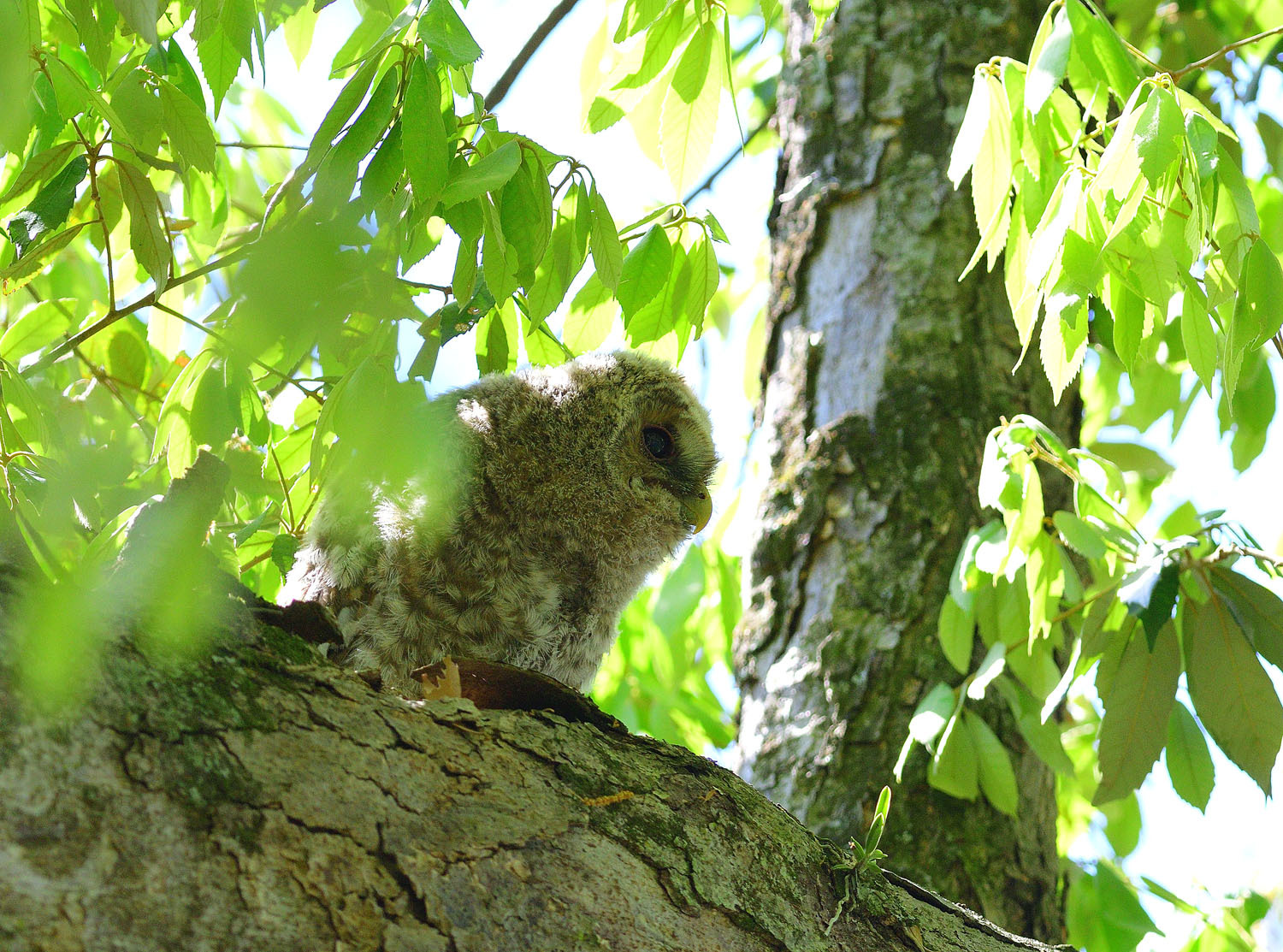 フクロウの雛、巣立ち！_e0362696_14241749.jpg