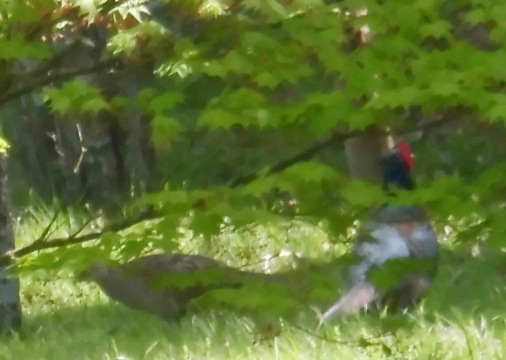 我が家は 森と化している_a0236300_11395769.jpg