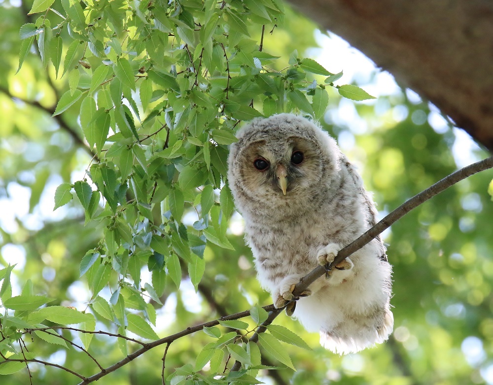 神社にはフクロウが なぜ ぶらり探鳥