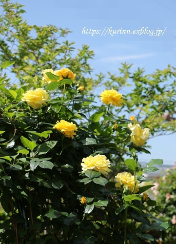 a0123003_09472223.jpg