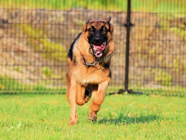 エンドレスな子犬_d0360206_00180722.jpg