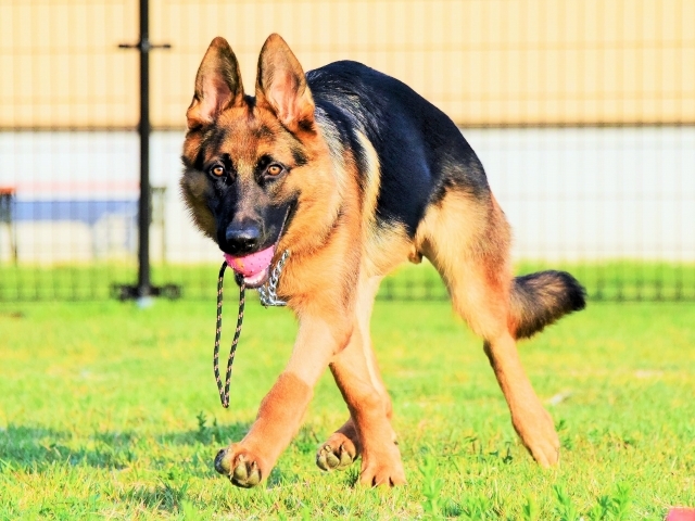 エンドレスな子犬_d0360206_00180812.jpg