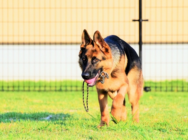 エンドレスな子犬_d0360206_00180819.jpg