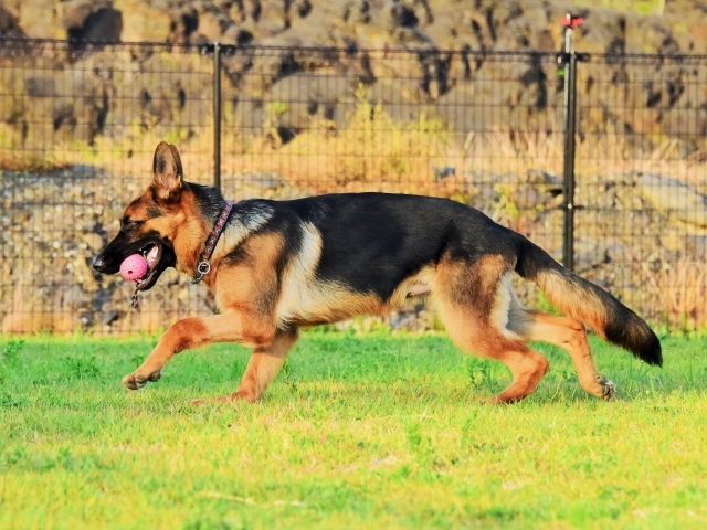 エンドレスな子犬_d0360206_00180836.jpg