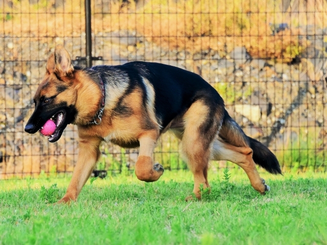 エンドレスな子犬_d0360206_00180877.jpg