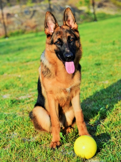 エンドレスな子犬_d0360206_00181447.jpg