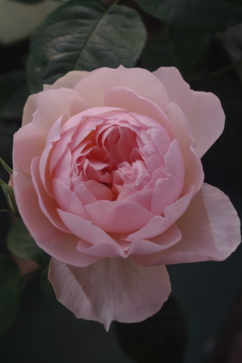 c0147909_20121493.jpg
