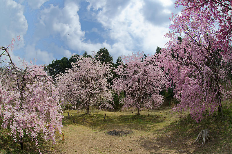 桜巡り2019＠京北　宝泉寺_f0032011_18354944.jpg