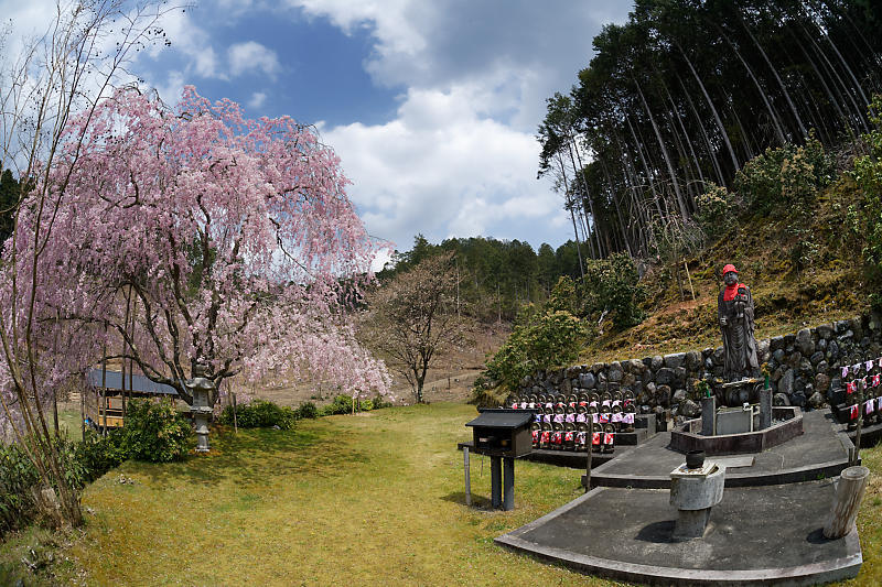 桜巡り2019＠京北　宝泉寺_f0032011_18354969.jpg