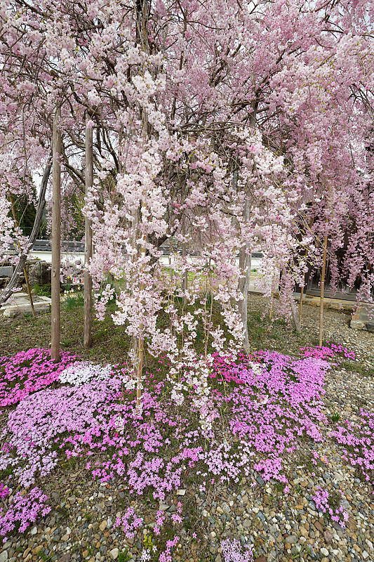 桜巡り2019＠京北　宝泉寺_f0032011_18400578.jpg