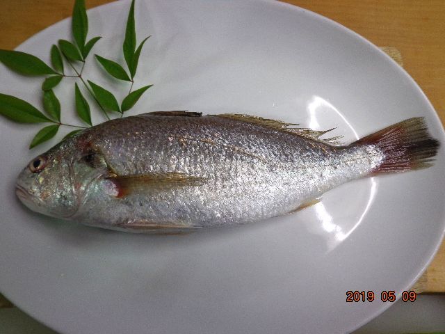 イシモチと黒ムツ 侘助 鶏肋話
