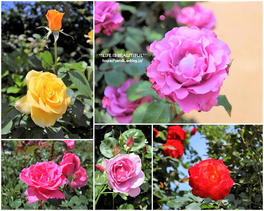 薔薇の香りに誘われて_d0083623_19323707.jpg