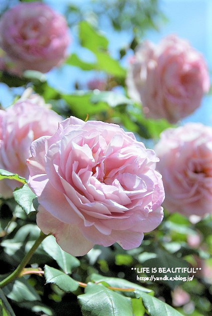薔薇の香りに誘われて_d0083623_19324922.jpg