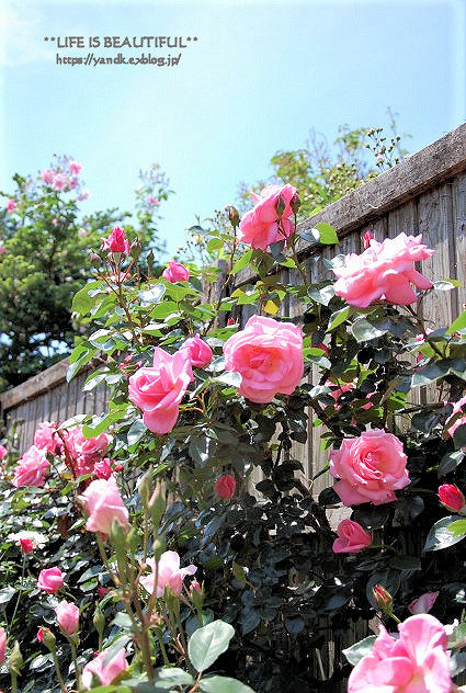 薔薇の香りに誘われて_d0083623_19331474.jpg