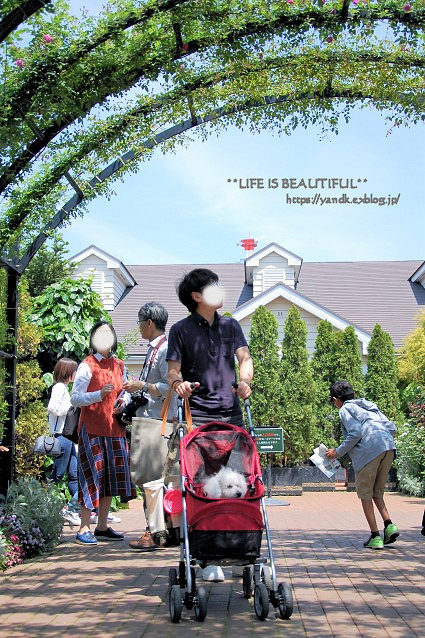 薔薇の香りに誘われて_d0083623_19331943.jpg