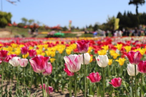 正子のチューリッぷ園(五戸町)*2019.05.12_b0147224_2356023.jpg