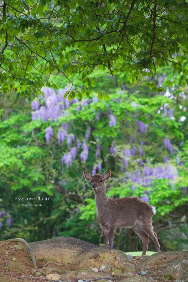 鹿活～藤Ver.~_f0353524_21124675.jpg