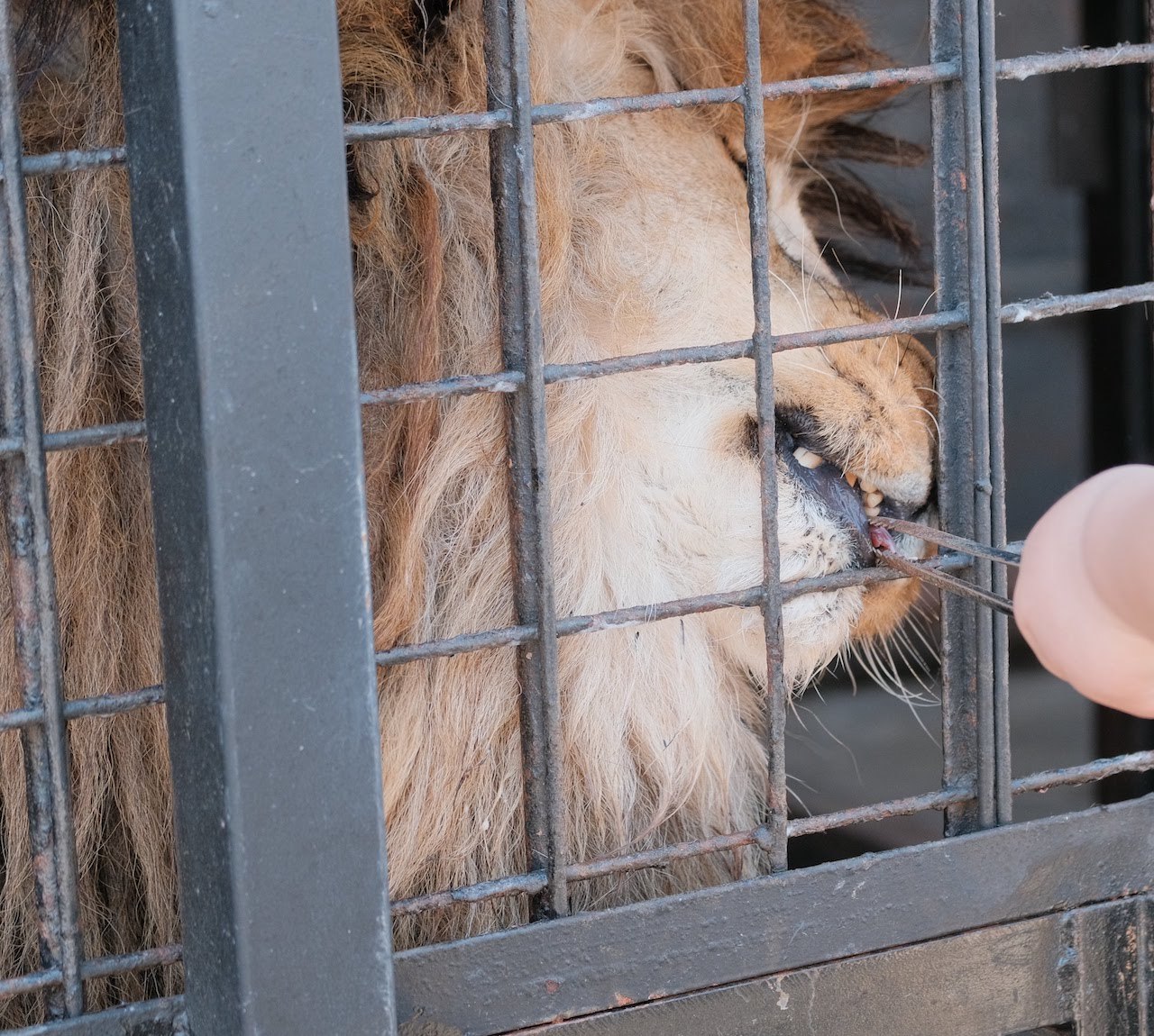 GW帰省5 ~ ノースサファリサッポロへリベンジ。 日本一危険なふれあい型動物園！ ~_b0024832_02400961.jpg