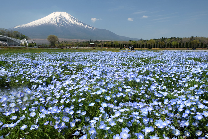 ネモフィラブルー 山中湖花の都公園 Motorradな日々 2 ネモフィラブルー 山中湖花の都公園 Motorradな日々 2