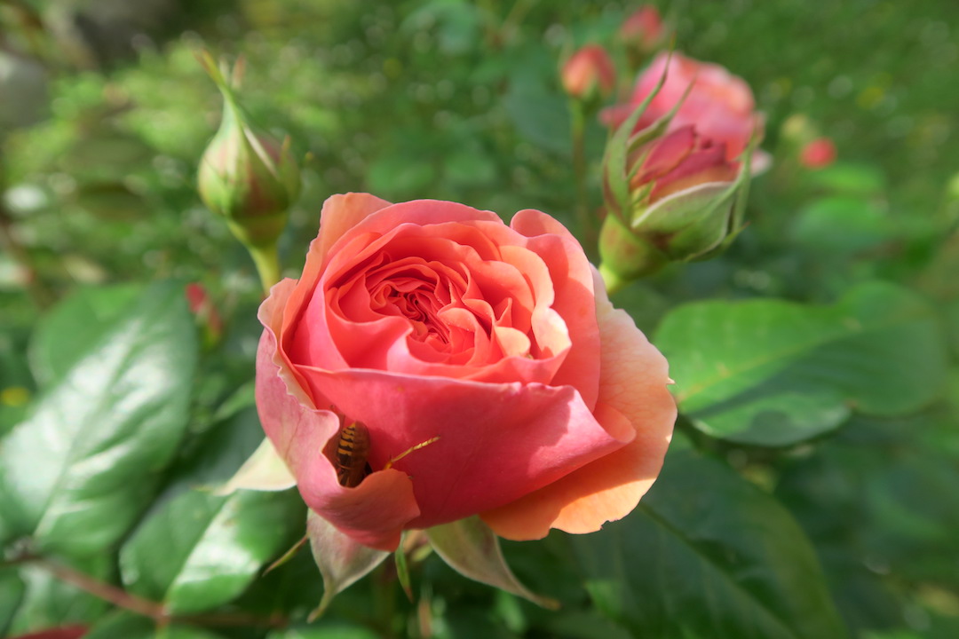 庭のバラと花のラヴェルナ_f0234936_7102493.jpg