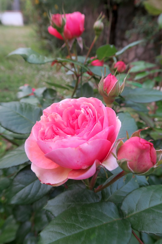庭のバラと花のラヴェルナ_f0234936_7273333.jpg