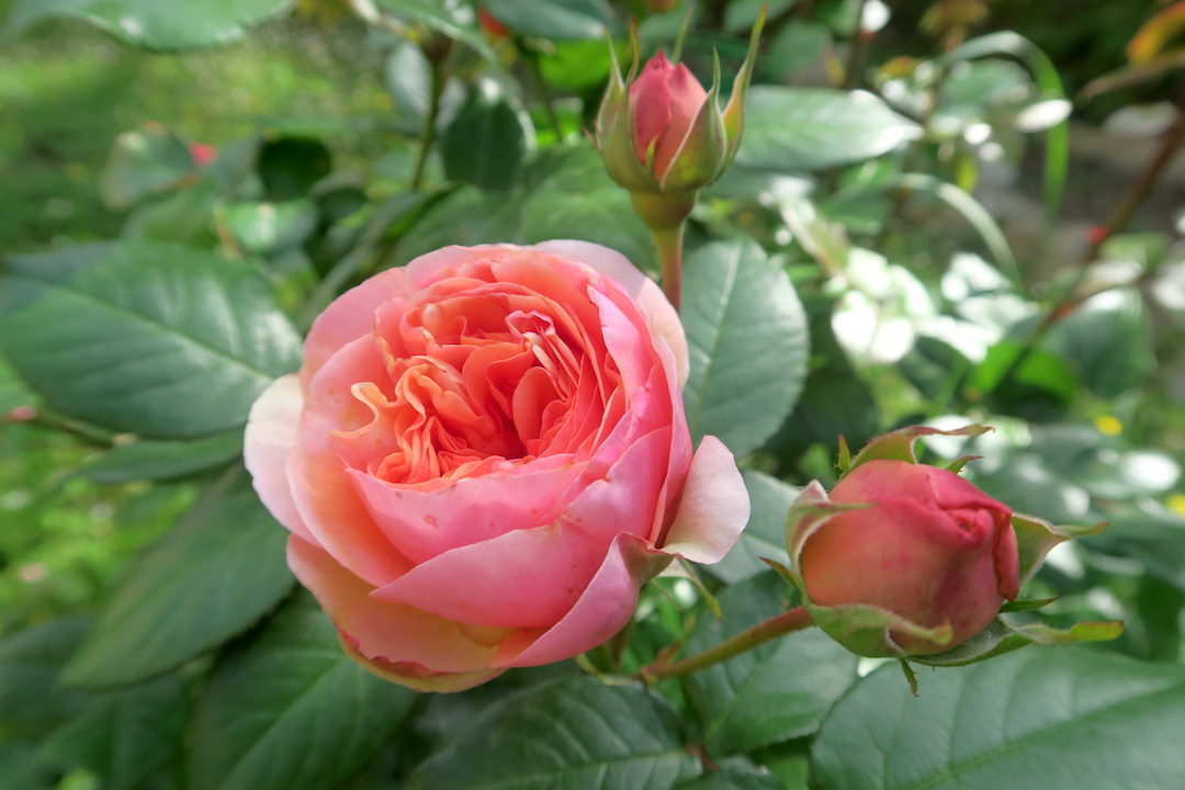 庭のバラと花のラヴェルナ_f0234936_791682.jpg