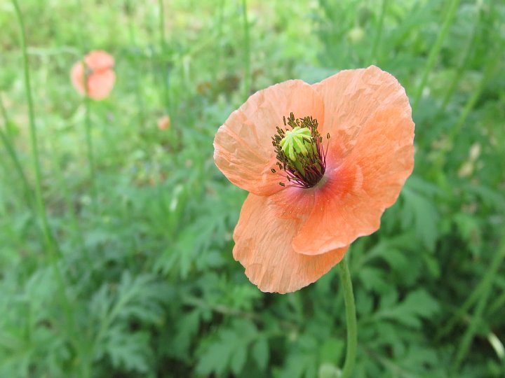 19年5月21日 ナガミヒナゲシの花 今日の風に吹かれましょう