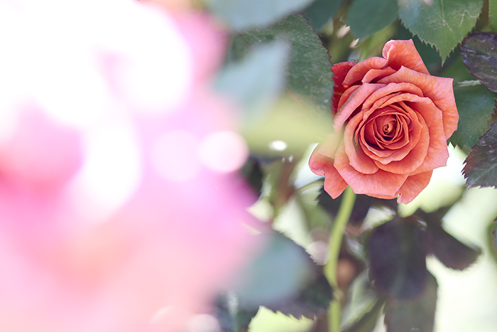 横浜イングリッシュガーデン・薔薇_b0049843_1035287.jpg