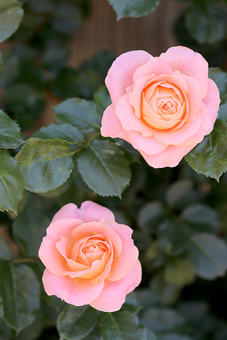 横浜イングリッシュガーデン・薔薇_b0049843_10353388.jpg