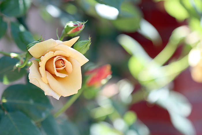 横浜イングリッシュガーデン・薔薇_b0049843_10353826.jpg