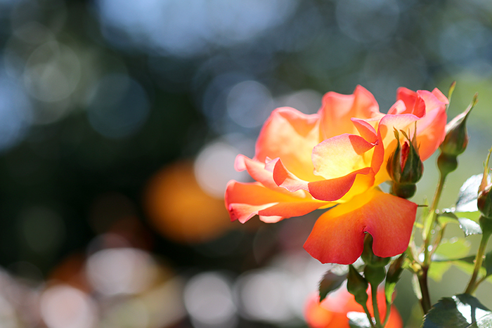 横浜イングリッシュガーデン・薔薇_b0049843_1036973.jpg