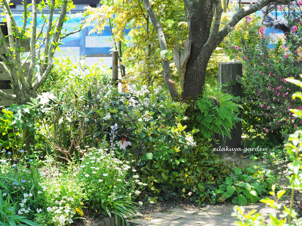 母が救った シャリンバイ 永楽屋ガーデン 自然を愛する スローライフな庭造り