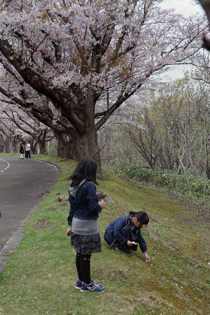 さくら　サクラ　桜（戸田記念公園）_b0399744_21415365.jpg