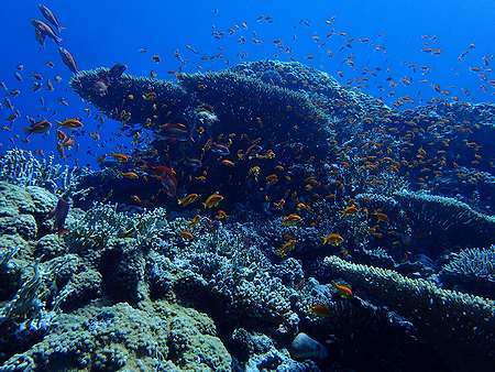 エジプト紅海ハルガダ1日目・透明度もよくサンゴもきれい_d0168345_09315963.jpg