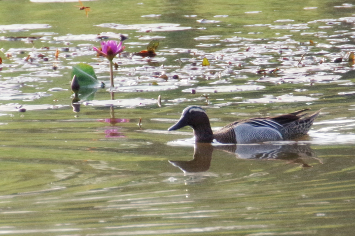 ネパールの鳥（第1部）_b0144049_11500528.jpg