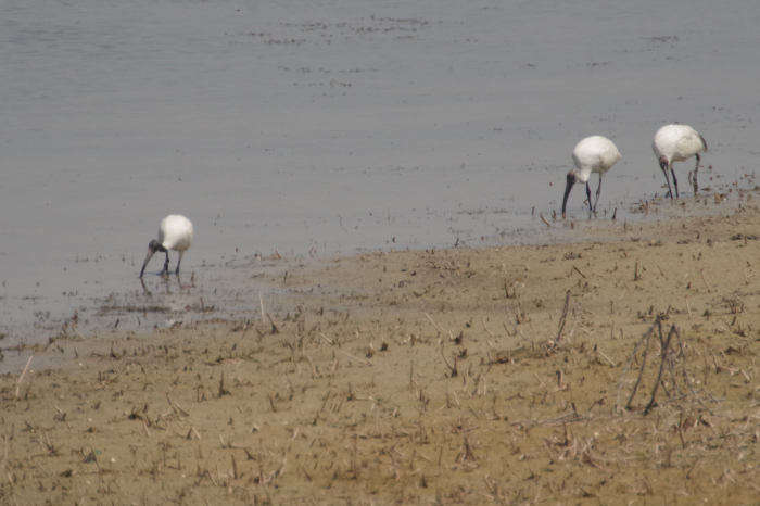 ネパールの鳥（第1部）_b0144049_13592868.jpg