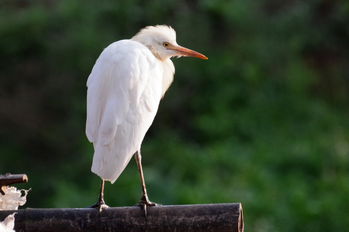 ネパールの鳥（第1部）_b0144049_14292010.jpg