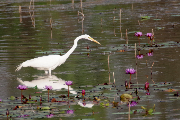 ネパールの鳥（第1部）_b0144049_15363688.jpg