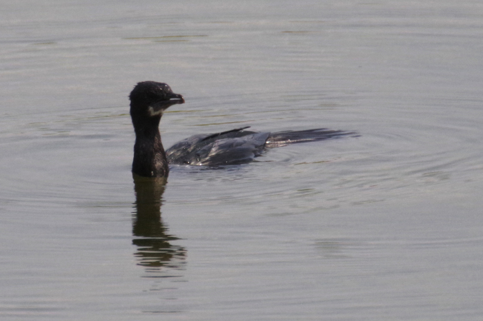 ネパールの鳥（第1部）_b0144049_16304460.jpg