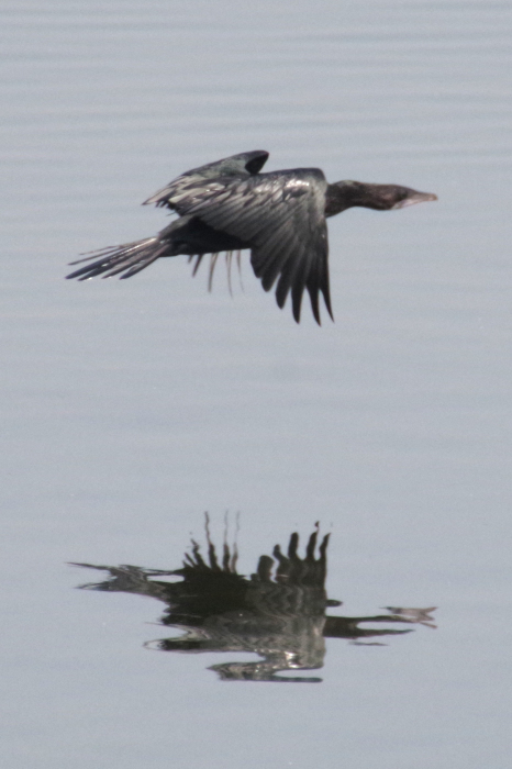 ネパールの鳥（第1部）_b0144049_16311345.jpg